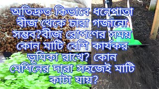 ধনেপাতার বীজ থেকে কিভাবে দ্রুত চারা গজানো সম্ভব?How to grow coriander leaf?বীজ রোপনে কি মাটি দিতে হয়