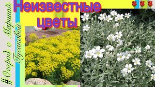 78). 24.05.2017-#Неизвестные цветы...Кто знает их название? 78). 24.05.2017-#Неизвестные цветы...Кто знает их название?