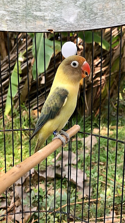 LOVEBIRD ngetik tajam lanjut ngekek pancingan agar lovebird  bunyi #birds #kicaumania #kenari3in1