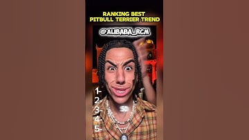Ranking the best pitbull terrier dance trend!