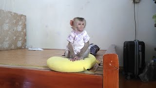 Grandma Was Very Heartbroken To See Lambo Monkey On TV | BA CAN 1956