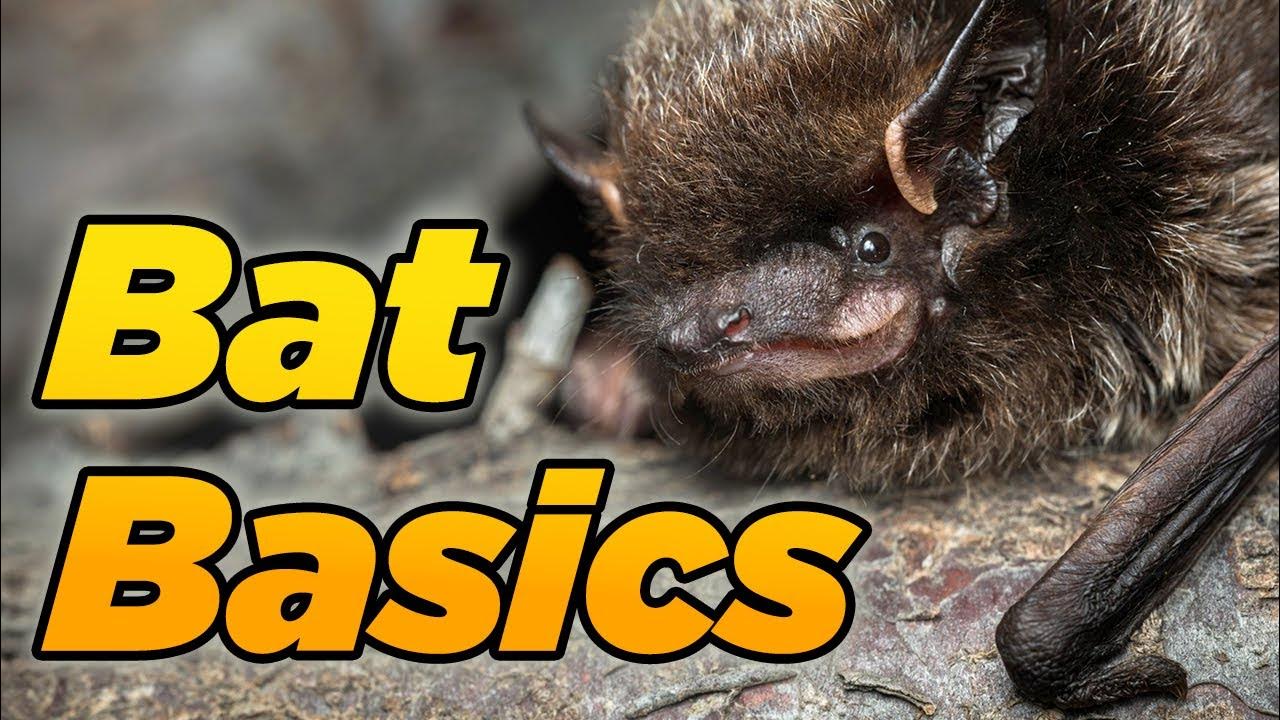 Alberta Bats Bat Basics YouTube