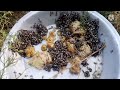 Da Naro Matcho Bageen Gabeen Honey Top Video Da Naro Matcho Bageen Gabeen Honey Top Video
