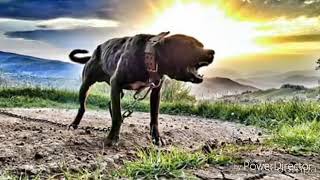 Los Perros Mas Feroces, El Verdadero Apbt