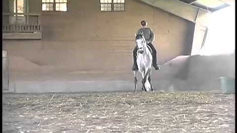 "JP Orion" - Re-introduction to dressage work after 6 month layoff w/J.P. Giacomini, Master Horseman