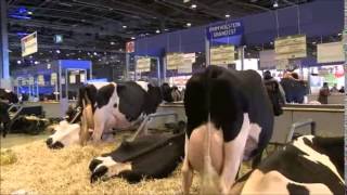 7     LE SALON DE L'AGRICULTURE DE PARIS 2015        LES VACHES