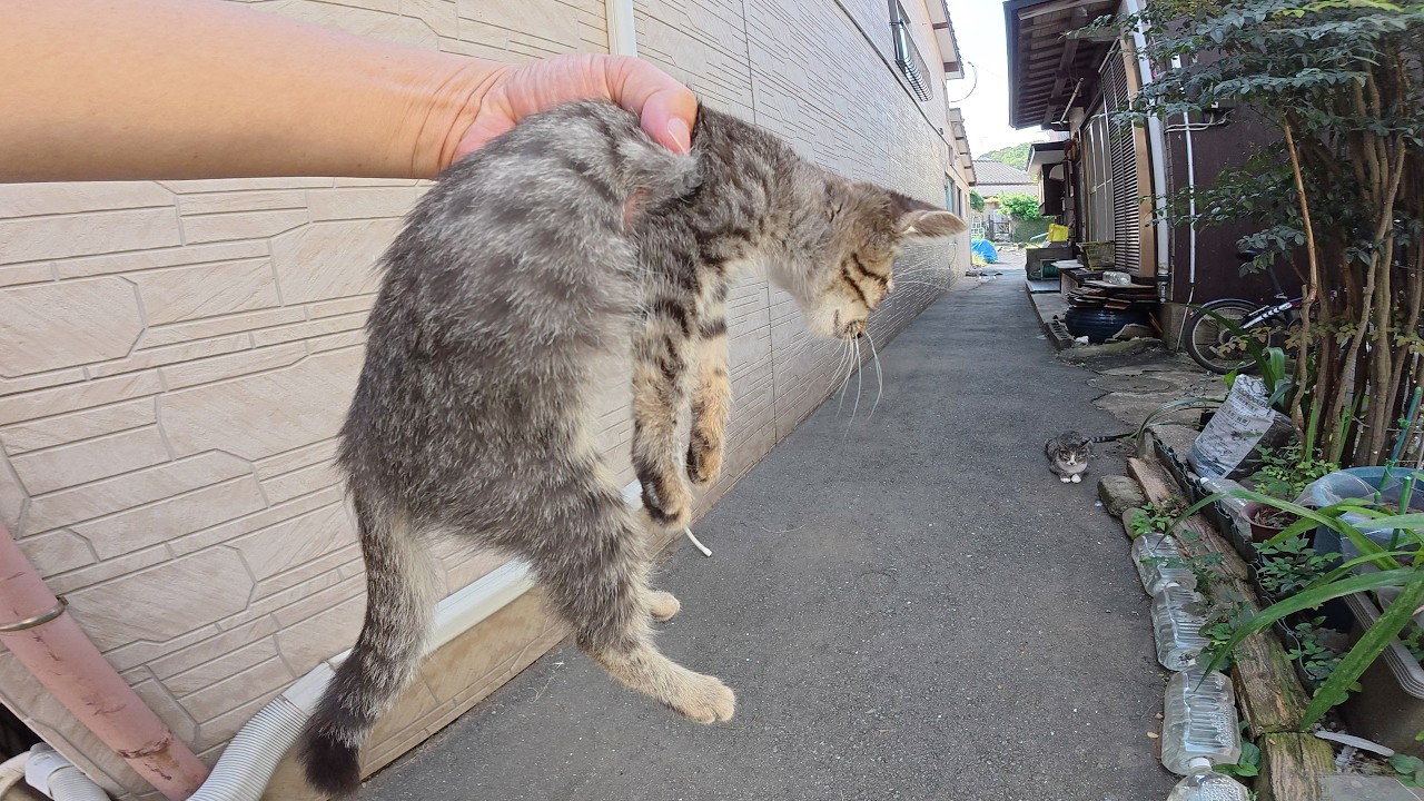 I delivered the defenseless napping kitten to its mother. - YouTube