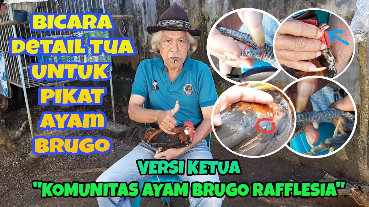 Hobi - Mengenal Tua Ayam Brugo Untuk Pikat Bersama Ketua Komunitas Ayam Brugo Rafflesia (KABR)