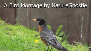 A New England Bird Montage