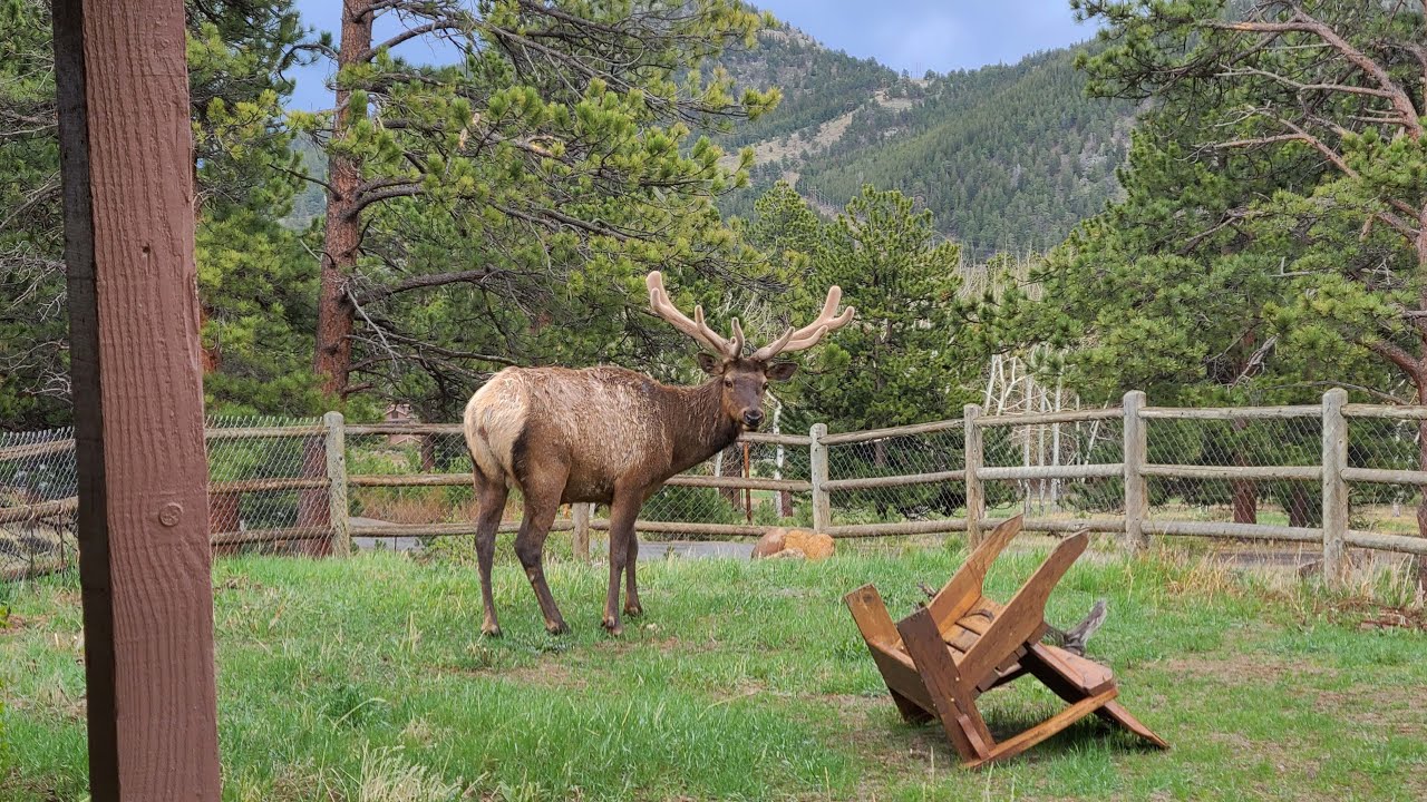 Live elk camera colorado