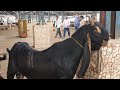 Deonar Bakra Mandi Update | 12 Dec 2020.