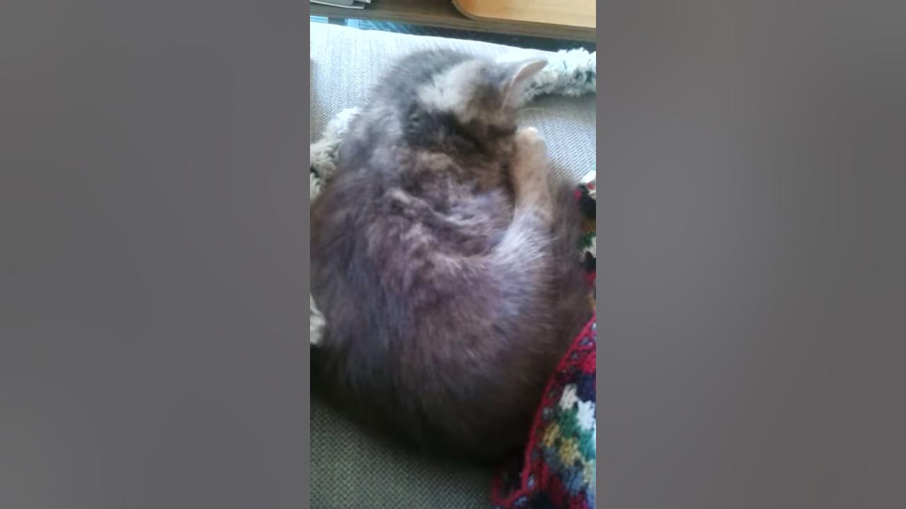 Puffball cat YouTube