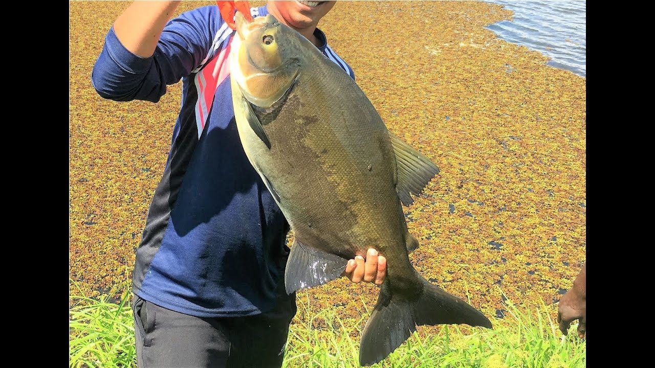 Fish Hunting: Tambaqui (Pacu) 