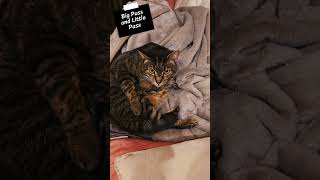 What Do Cats Do All Day?