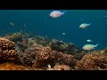 Хромисы сине-зелёные (Chromis viridis). То ли искорки, а то ли стекляшки...