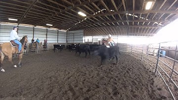 Cattle Sorting 2 at Triple C Pleasure Horses
