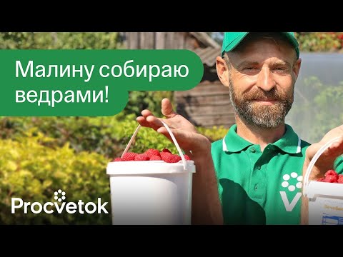 видео: ПЕРВАЯ ВЕСЕННЯЯ ПОДКОРМКА И ОБРАБОТКА МАЛИНЫ, от которой зависит урожай