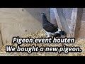 Pigeon event houten  and we bought a new pigeon from 