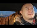Узнали вес Астона/what is the weight of the tiger Aston?