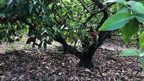 Bán 1.3 mẫu đất view suối vườn trái cây kim long châu đức vũng tàu(đã bán)