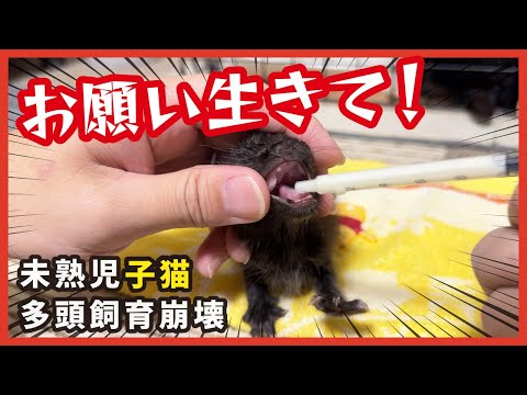 ねこ子 保護 未熟児子猫】生きて！小さく生まれた子猫が生きゆく姿