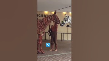 Watch a video of a real horse and a machine-made horse and the reaction between the two.  #horse