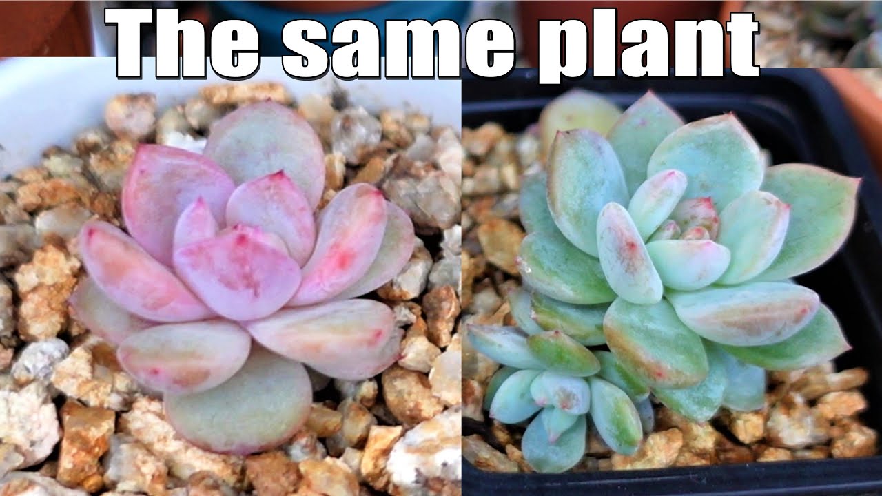 Echeveria Hoshikage AKA Japanese Potosina - YouTube