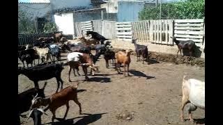 cabrones en celo.mp4