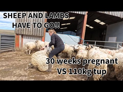 Sheep and lambs HAVE to GO!!! #farmerslife #sheepfarming