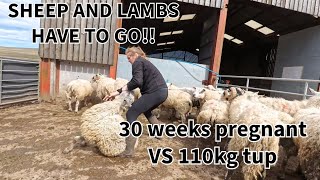 Sheep and lambs HAVE to GO!!! #farmerslife #sheepfarming