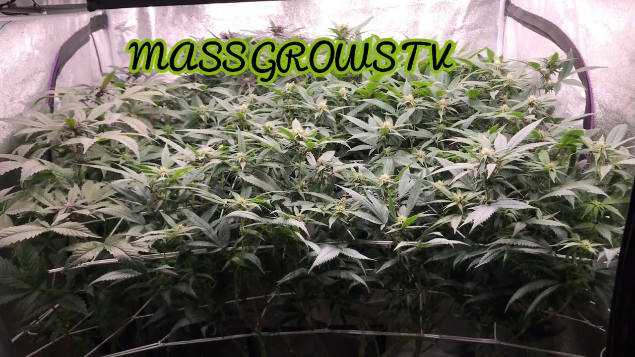 4x4 Scrog - Round 3 - Week 3 Of Flowering