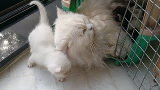 Mother Cat Nursing Her Cute Kittens in Carrier