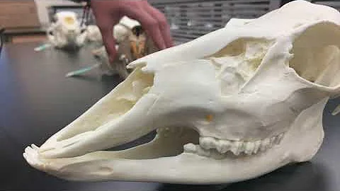Comparison of Mammal Dentitions - DayDayNews