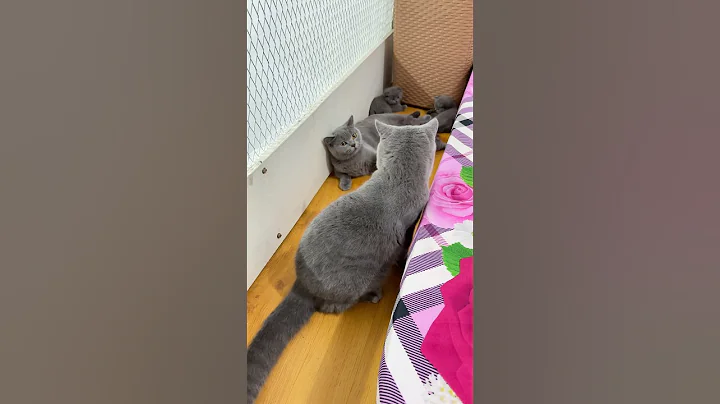 Video 10096161: shorthair cat kucing britishshorthair, kucing british shorthair kitten, british shorthair cat family, cute british shorthair kitten