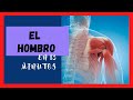 Articulación del Hombro