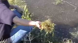 Airplane Planting Rice in Sacramento Valley