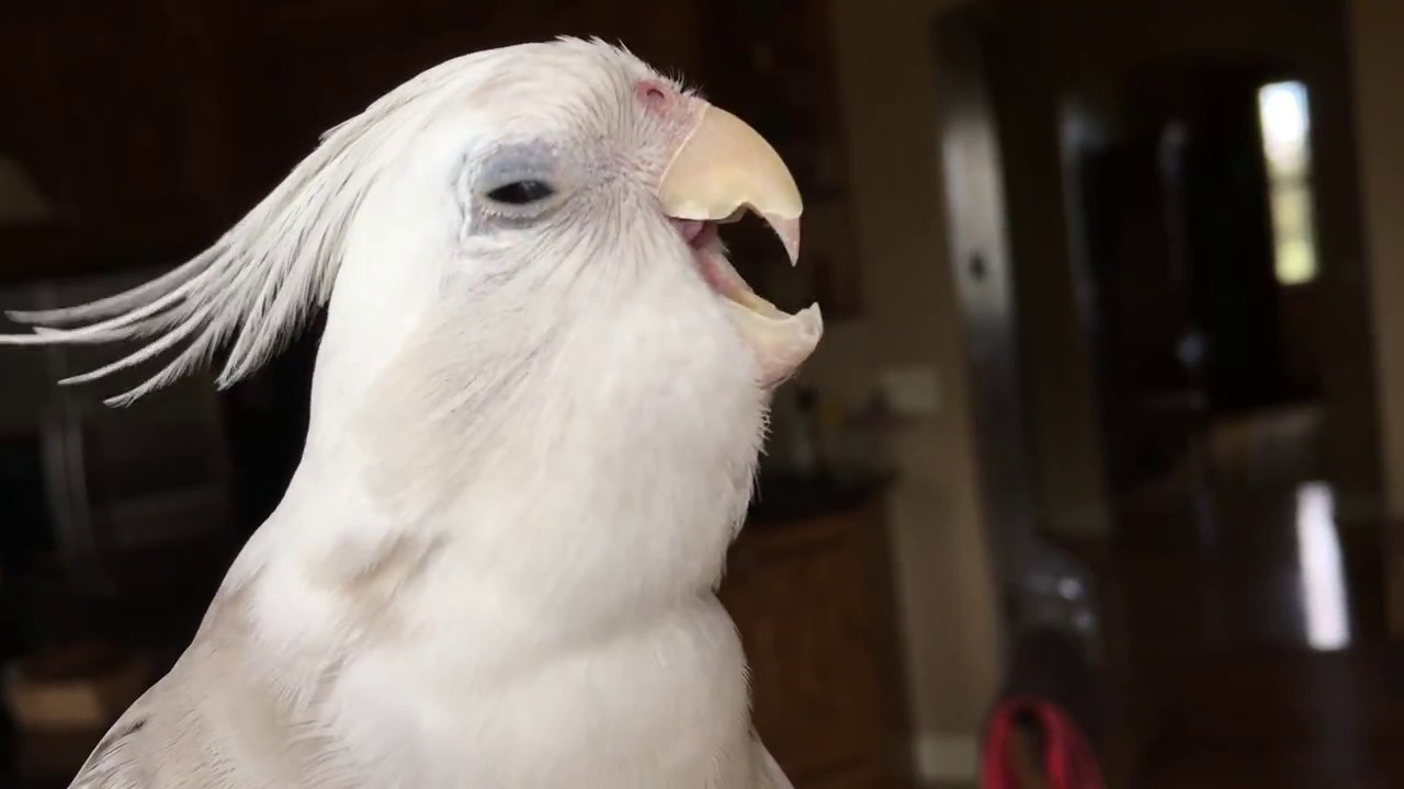 Cockatiel being cute and having a yawning fit YouTube