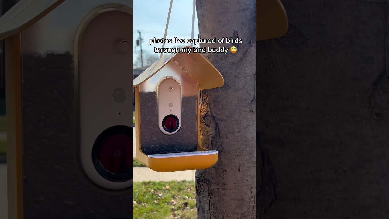 the best “bird” is last 😅 