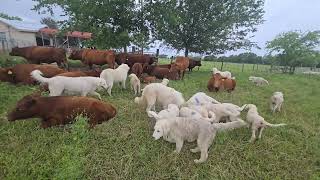Thumbnail Maremma pups are doing their job ALL ON THEIR OWN