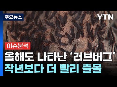 [뉴스퀘어10] 올해도 나타난 &amp;#39;러브버그&amp;#39;...더 빨라지고, 더 많아졌다? / YTN