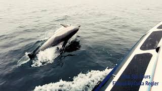 Dolphins & Boat Trip Experience with Uist Sea Tours, Outer Hebrides in 4K