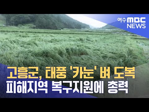 고흥군, 태풍 ‘카눈’ <strong>벼</strong> 도복 피해지역 복구지원에 총력 (230810목/뉴스데스크)
