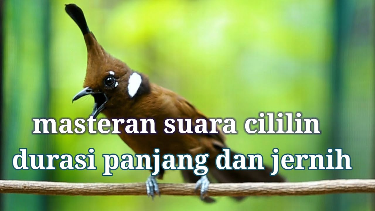 MASTERAN SUARA CILILIN JERNIH DAN PANJANG DURASINYA