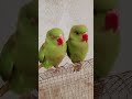 magic parrot 🦜 #birds #talkingparot #parrot 🦜