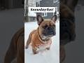 Snowday fun for the bois! ❄️🐾 #frenchbulldog #puppies #pups