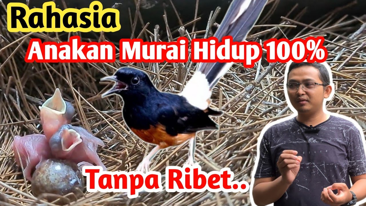 Ternak Murai Pemula || Loloh induk sampai dewasa