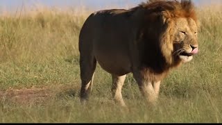 Huge Majestic Male Lion Orkirikoi & Survey Pride | Masaimara | 17 May 2024