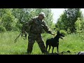 Doberman guards the owner / Доберман охраняет хозяина / Doberman protegge il padrone / 杜宾犬守卫主人