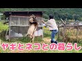 【田舎暮らし】田舎でヤギと猫とこっそり生きてます。