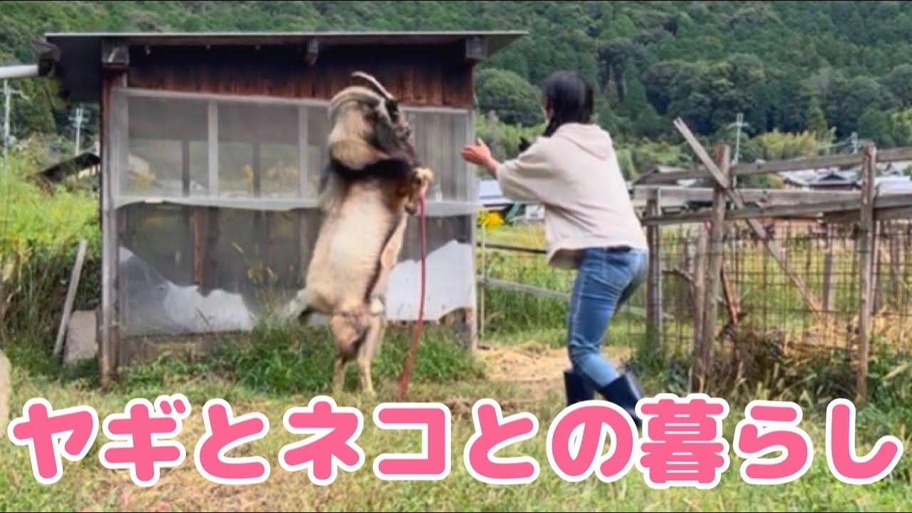 ヤギと暮らす Amazon.co.jp: ヤギと暮らす: 田舎暮らしの相棒に! : 今井明夫: 本
